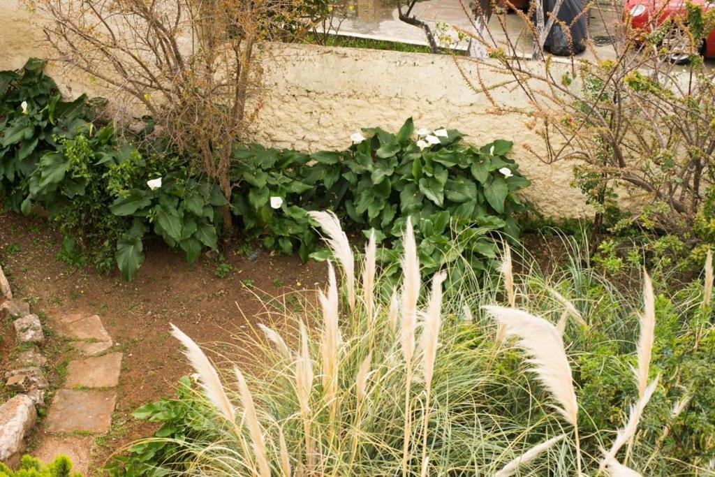 Tatiana'S Garden House Βίλα Χανιά Εξωτερικό φωτογραφία